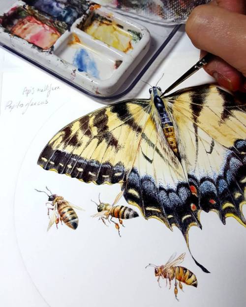 shadowscapes-stephlaw:A #swallowtail #butterfly and some #honeybees for @pollinatorpartnership #poll