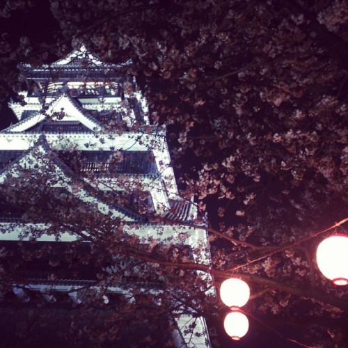 triphopstress: 熊本城と夜桜。#熊本城 #さくら #夜桜 #九州 #日本 #春 #桜 #cherryblossom #night #kumamoto #castle #spring #