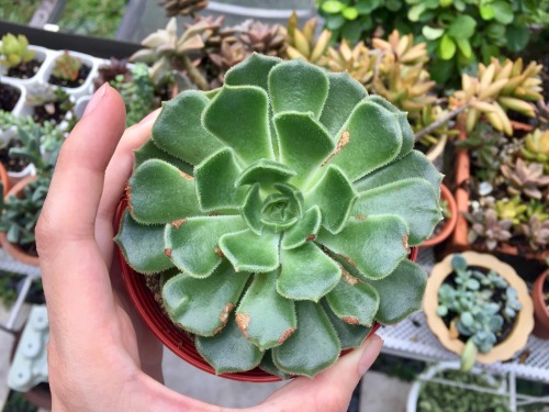 cactusandrain: Got this scarred, rough-edged baby at 30% off!