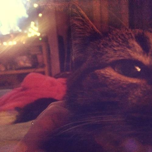 One cat on me. One cat by my legs. House on the TV. Perfect night in #hermione #salem #catsofinstagr