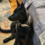 oggiedoggie08