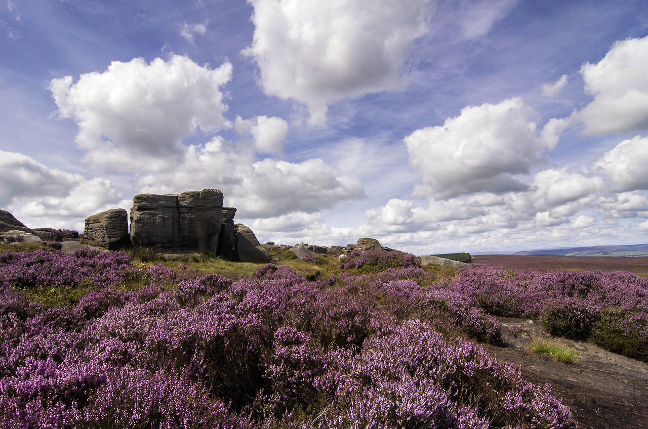 90377:    Sheep amongst the heather by Alison Tomlin  