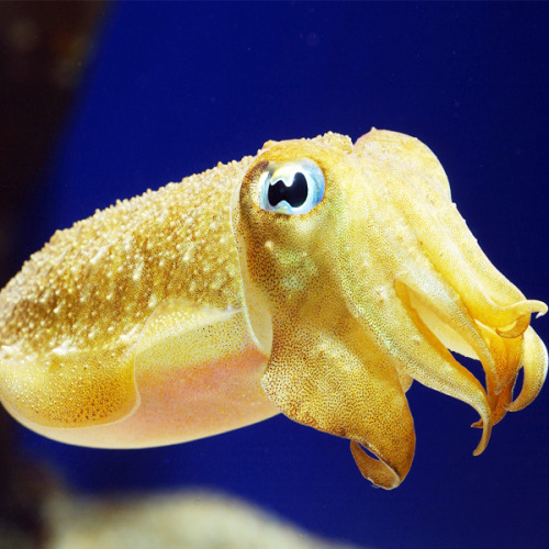 happyfuckingcamper:  I require cuttlefish adult photos