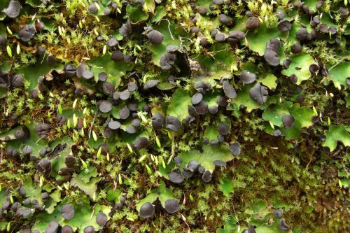  Peltigera venosa Fan lichen I have never wanted chocolate chip cookies more in my entire life than 