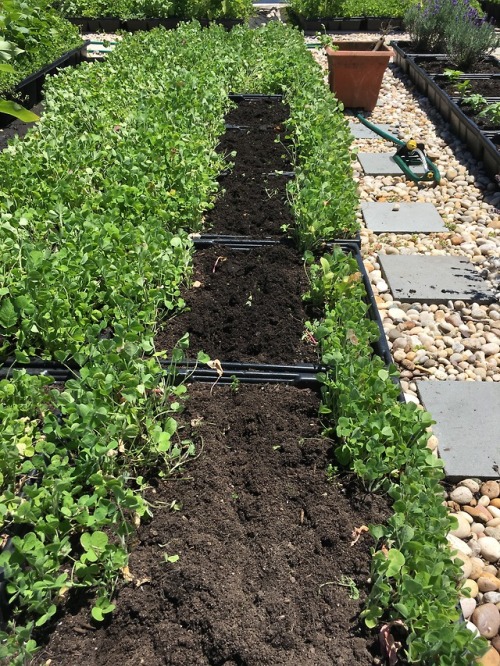 Harvesting parsley and radishes with Marcie from Ruby’s place. Always a great help here at Geo