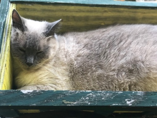 13eaches:Sleepy kitty