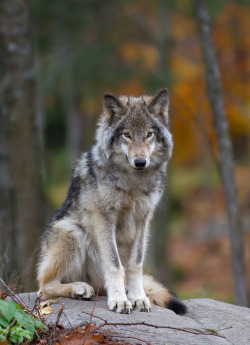 beautiful-wildlife:Timber Wolf by Jim Cumming