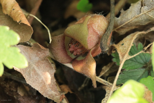 Wild ginger (Asarum canadense) is an Appalachian native with a secret to tell. This unusual perennia