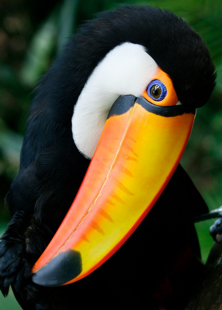 becauseirippedmypants:  hakuna—wasiwasi:  Nodding Toucan by @Doug88888 on Flickr.