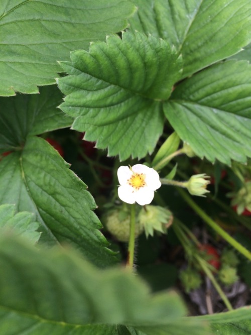 honeydaydream: strawberry picking!!