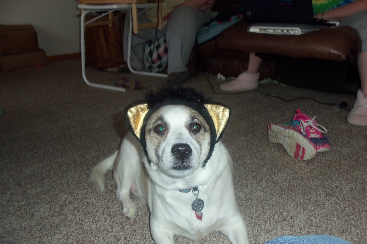 I found cat ears while going through a tote from the attic. I need help. Mack has