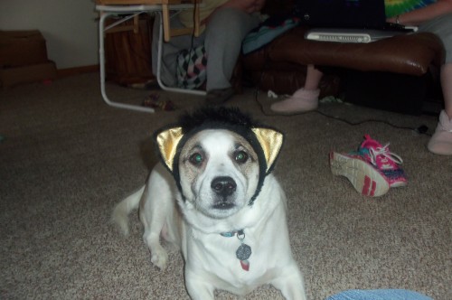 I found cat ears while going through a tote from the attic. I need help. Mack has accepted his fate. He doesn’t try to remove them anymore. This moving circus has destroyed our mental health. 