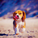 relatable-images:  babyanimalposts:  Beagle appreciation post  baby animal posts daily