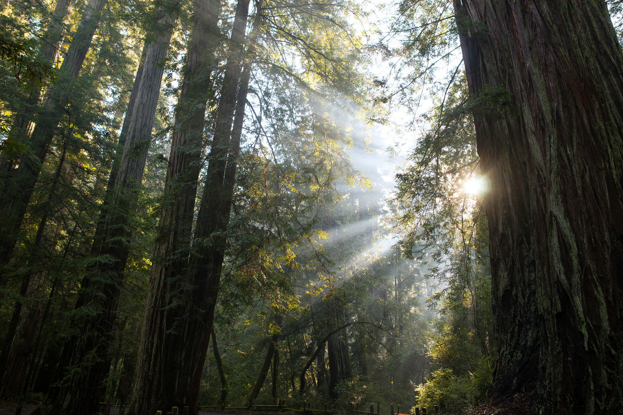 conspectusargosy: Beautiful afternoon sunbeams at Big Basin State Park.
