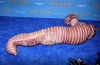 assiraphales:assiraphales:I love that heidi klum, international super model and tv personality, was like “I’m going to be a worm for halloween” and went for the most horrifying hyper realistic version possible and was quoted saying (in said worm