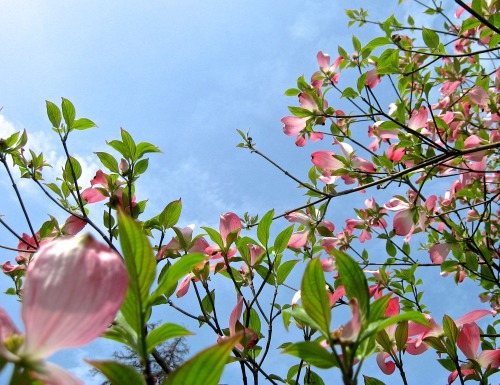 Pink dogwood at the park.