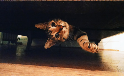 Hey cat, hiding in a boxspring. 