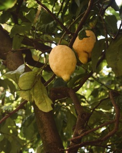 toujoursdramatique:an Italian summer in Sorrento,