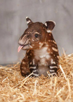 awwww-cute:  This cheeky guy is a baby tapir