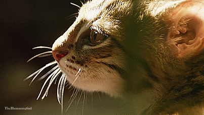 theperfectworldwelcome:  thehumming6ird:The Rusty Spotted Cat ~ ‘The smallest feline