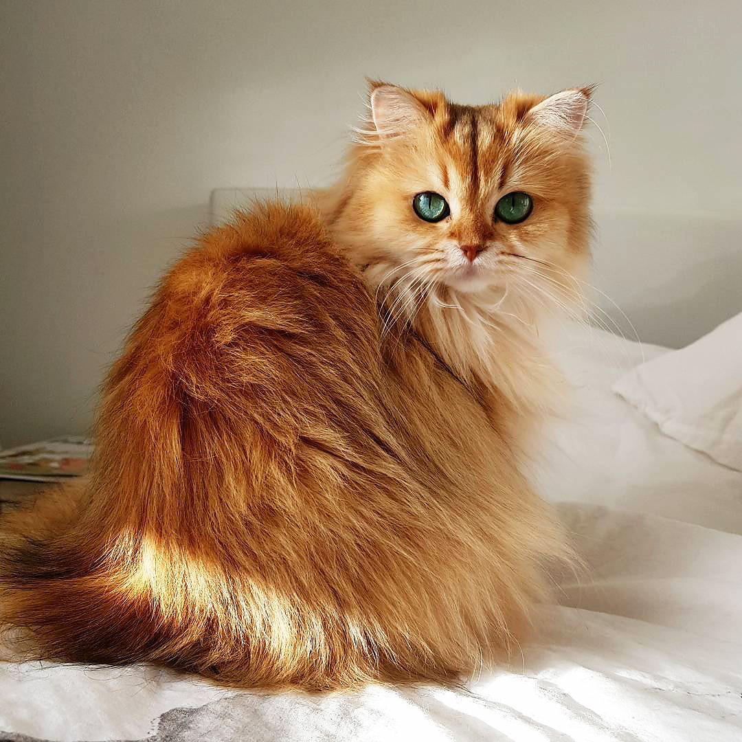 quiet–batpeople: inkxlenses:  Beautiful Smoothie! | by smoothiethecat  Wow. Wow