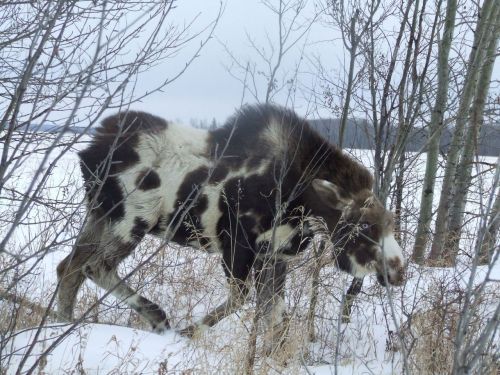 deerypoof:The most beautiful moose in all the land! This rare piebald was spotted near Falher, Alber