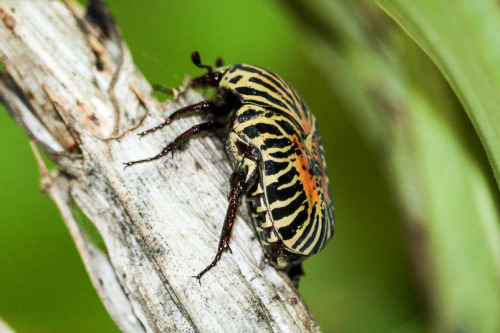 onenicebugperday:Zebra flower chafer, Gymnetis stellata, ScarabaeidaePhoto 1 byjesus, 2 bytammyb, 3 