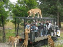 adviceforvegans:   	Finding a way to share the natural world with the world’s most probing,  curious animals — human beings — is complicated. But one zoo in New  Zealand has found a way to let people gawk at wild animals while also  putting people