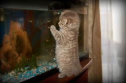 He wants a fishy