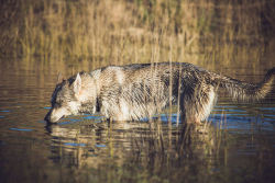 tempurafriedhappiness:  Lyra would be particularly pleased with handsomedogs‘ Thirsty Thursday theme. Water is her favorite place to be!