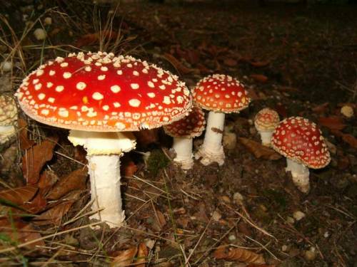 cookpot:  Top left: Gnome Village in red 3Top right: Gnome Village in red 6  Bottom: Gnome Village in red 1 [id: Three photos showing groups of fly agaric mushrooms growing from a forest floor covered in dead leaves and decomposing plant matter. They’re