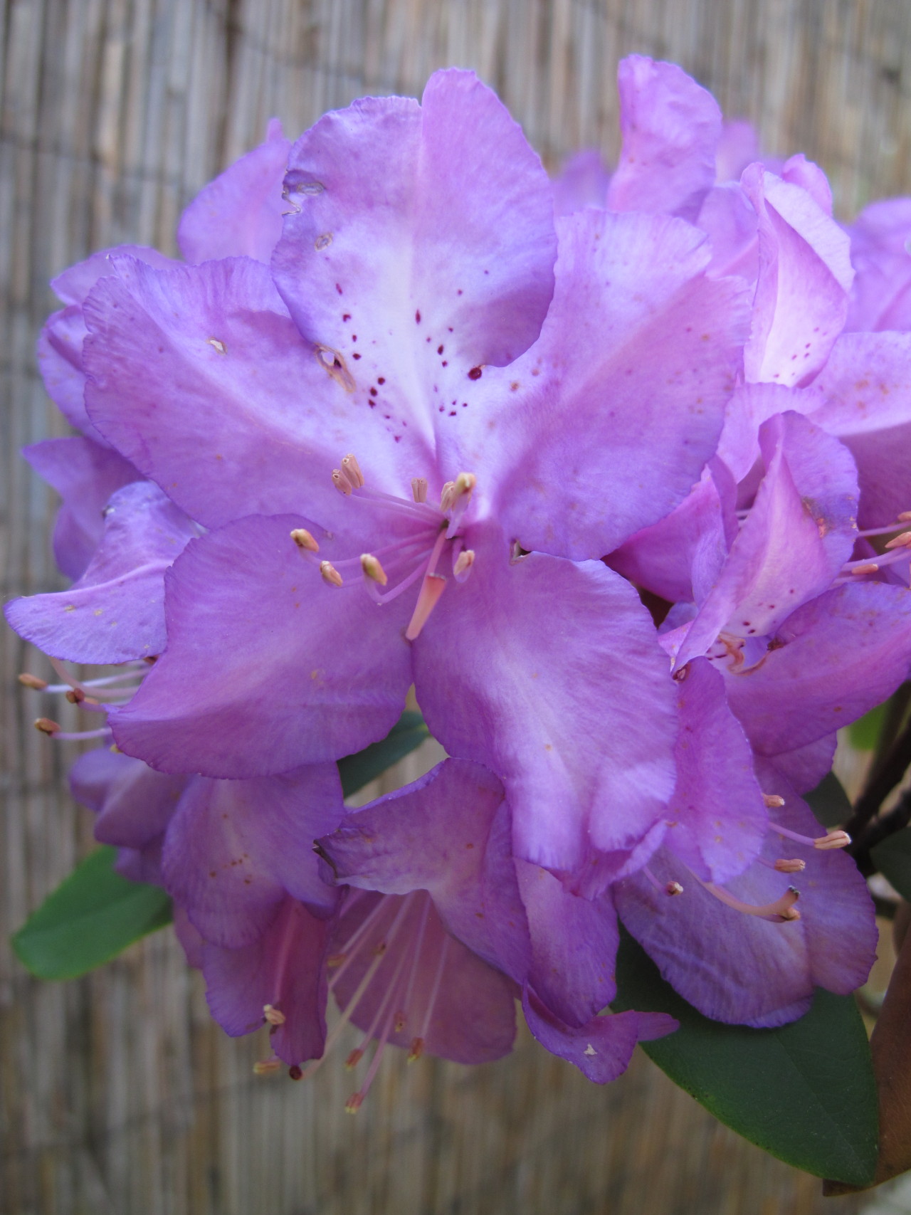 Rhododendron ‘Purple Passion’ bloomed incredibly late this year.