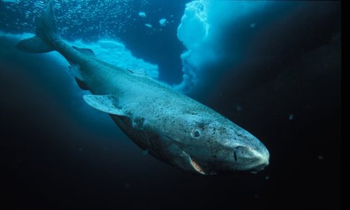 sixpenceee:The greenland shark has the longest lifespan of any vertebrate, up to 500 years. They have seen a thing or two.