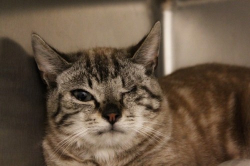 myfavoritegirlinasweater:Hey guys, this is Mad-Eye Moody, a cat at my local shelter. My friend is tr