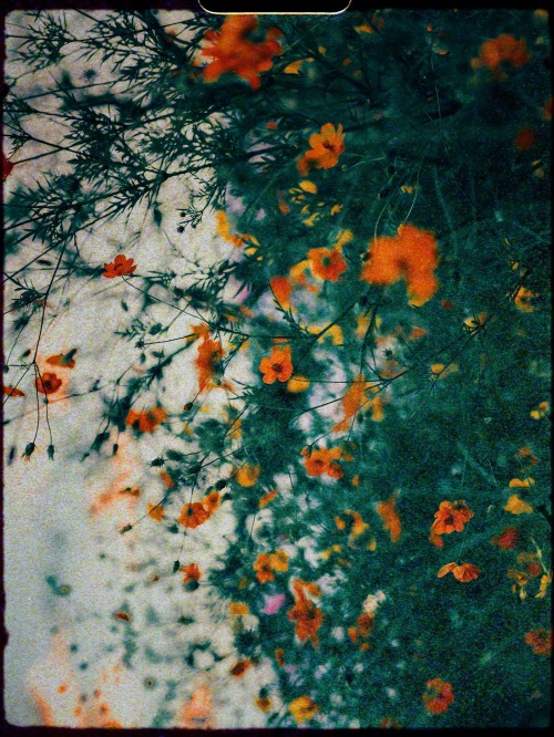 A Classical Flower World Created With " 8mm ".