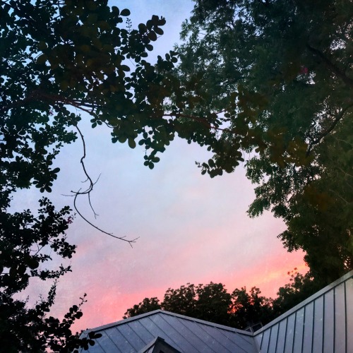 marjoree: When I let Henry out tonight I saw that strip of pink above the roof of the main house and