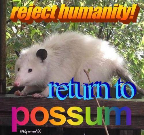 opossum kisses