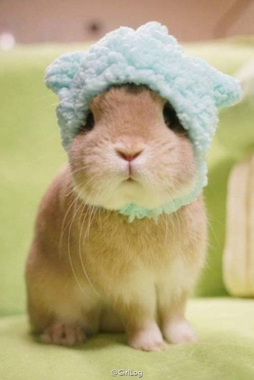 cuteandrun:yes?