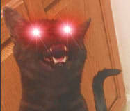 carry-on-my-wayward-butt: me: accidentally crinkles something that isn’t even remotely considered edible by any living creature on the planet my cat: 