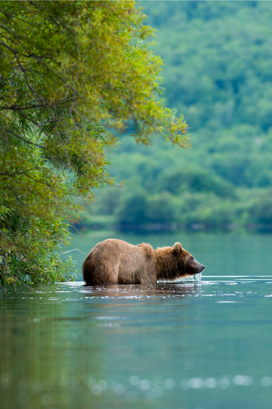 tulipnight: Kamchatka Brown Bear by Eyal Cohen