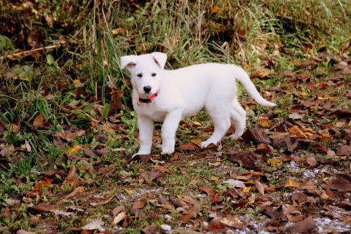 germanshepherddogs: Shelby, 9 weeks, Vermont