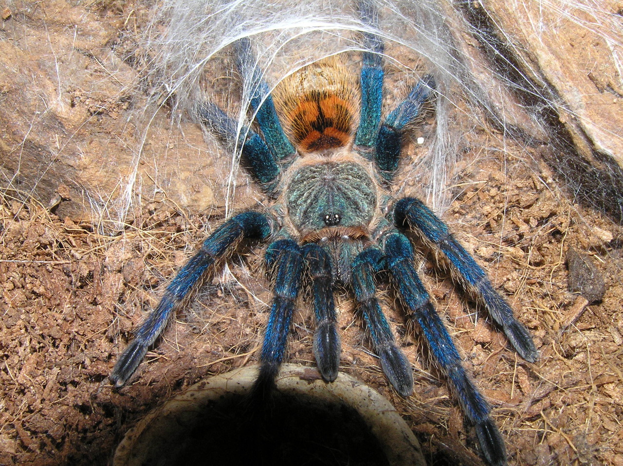 lovingexotics:
“ Greenbottle Blue Tarantula
Chromatopelma cyaneopubescens
Source:  Here
”