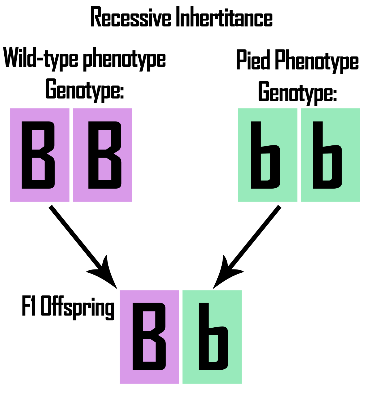 homozygous dominant traits homozygous dominant traits