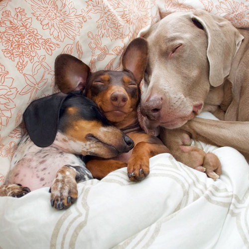 awesome-picz:Two Dogs Get A New Puppy And Now They’re The Best Sleeping Buddies Ever.