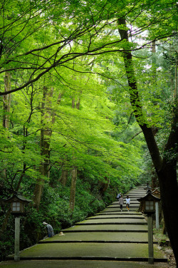 yuikki:  新緑　fresh green leaves by “KIUKO”