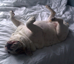 porkchopthebulldog:Napping.