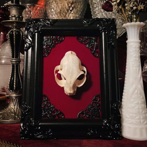 Real Cat Skull Mounted on Black Vintage Frame w/ Red Velvet Back. 7.5”x9.5” www.TheGlassCoffin.RIP #