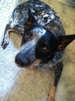 handsomedogs:  Sydney, Australian Cattle Dog