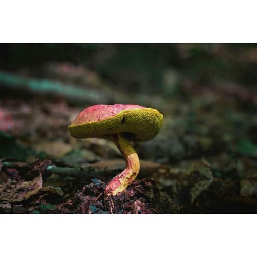 Hi  #aprileileenphotography #mushrooms #mushroom #mushroomsociety #mushroomhunting #mushroomspotting
