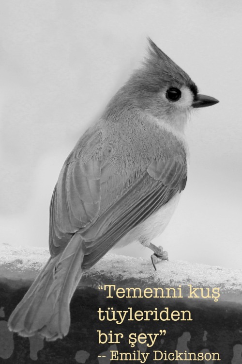 “Hope is a thing made of feathers”– Emily DickinsonTurkish translation:“Teme